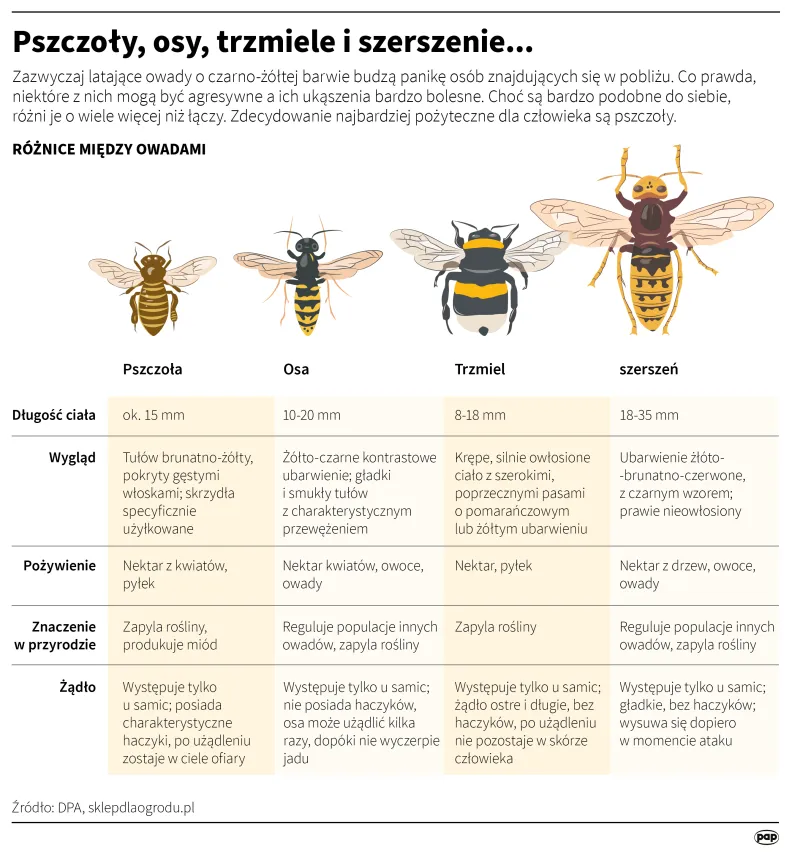 Pszczoły, osy, trzmiele i szerszenie... Autor: PAP/Infografika/Adam Ziemienowicz