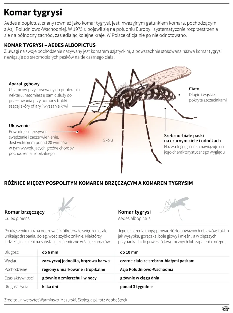 Komar tygrysi. Autor: PAP/Infografika/Mateusz Krymski