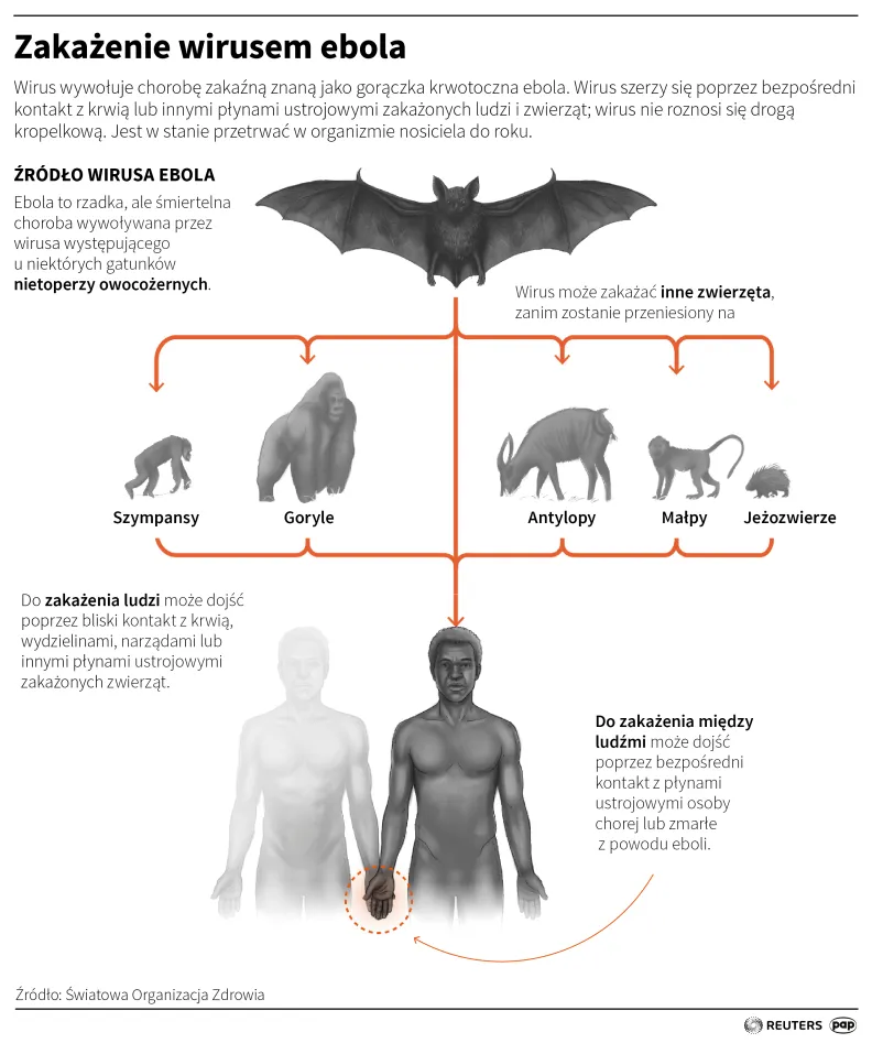 Zakażenie wirusem ebola. Autor: PAP/Infografika/Mateusz Krymski, Adam Ziemienowicz