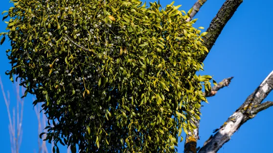 Jemioła pospolita. Fot. PAP/Darek Delmanowicz