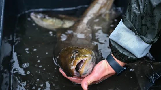 Najbardziej zasobnymi w łososie rzekami są te w obszarze północnego Bałtyku. Fot. PAP/	Piotr Kowala (zdjęcie ilustracyjne)