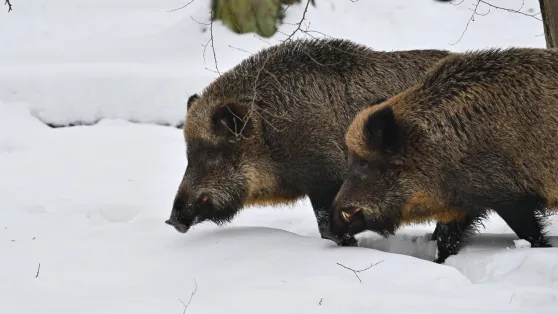 Dziki. Fot. PAP/Przemysław Piątkowski