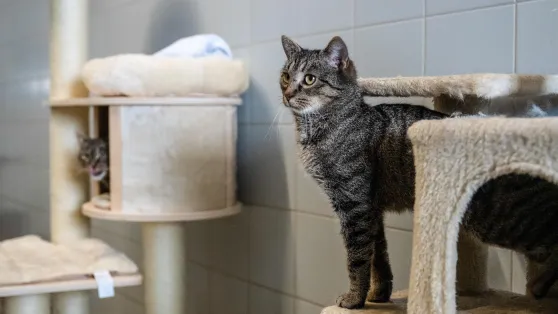 Kot. Fot. PAP/Wojtek Jargiło