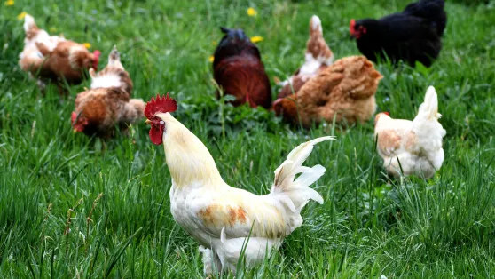 Kury (zdjęcie ilustracyjne). Fot. PAP/Darek Delmanowicz