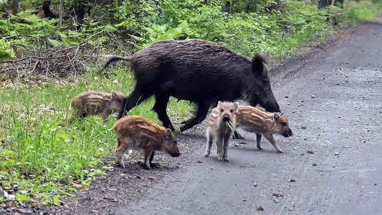 Wataha dzików z młodymi. Fot. PAP/Marcin Bielecki