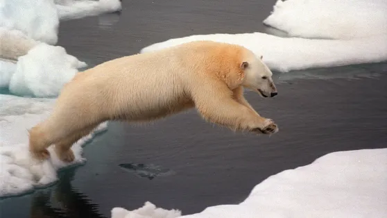 Niedźwiedź polarny. Fot. PAP/EPA/GREENPEACE Dostawca	