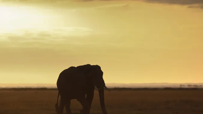 Słoń, fot. PAP/EPA/DAI KUROKAWA