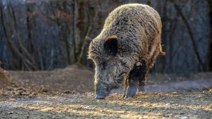 Dzik. Zdjęcie ilustracyjne. Fot. PAP/Srecko Niketic/PIXSELL