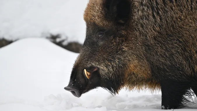 Dzik, zdjęcie ilustracyjne, fot. PAP/Przemysław Piątkowski