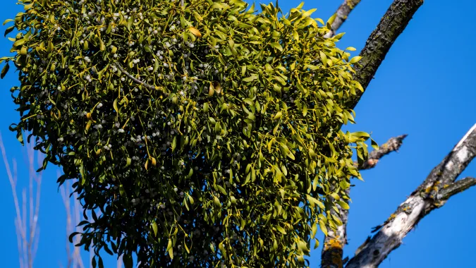 Jemioła pospolita. Fot. PAP/Darek Delmanowicz