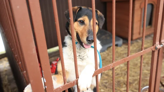 Pies w schronisku Fot. PAP/Jarek Praszkiewicz