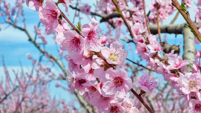 Drzewa brzoskwiniowe w Werii. Fot. sea and sun/Adobe Stock