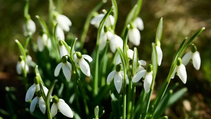 Kwitnące przebiśniegi zwiastujące nadchodzącą wiosnę. Fot. PAP/Adam Warżawa