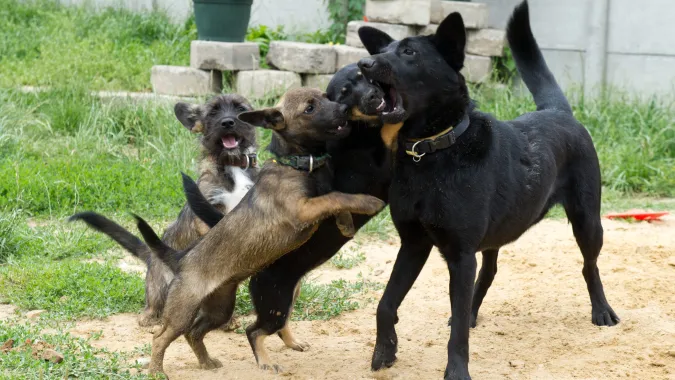 Psy Fot. PAP/Grzegorz Michałowski