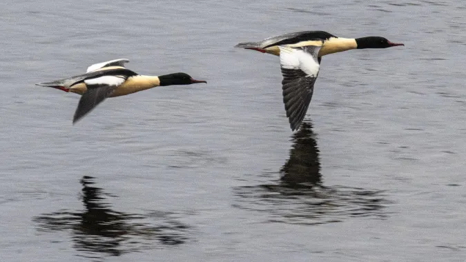 Para nurogęsi. Fot. PAP/Darek Delmanowicz