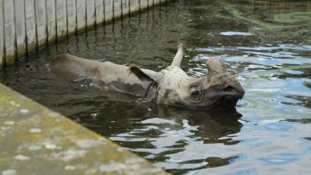 Fot. Archiwum Warszawskiego ZOO