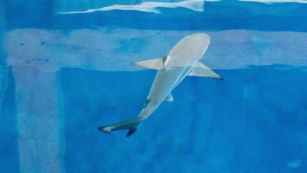 Fot. PAP/Grzegorz Michałowski