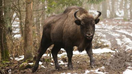 Żubr jest największym ssakiem Europy Fot. PAP/Tomasz Waszczuk