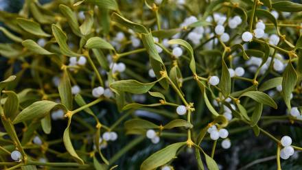 Jemioła. Zdjęcie ilustracyjne. Fot. PAP/Darek Delmanowicz