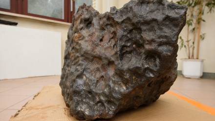 Największe dwa okazy znalezione w okolicach Moraska ważą 271 i 261 kg. Fot. PAP/ Jakub Kaczmarczyk