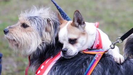 Warszawa. Akcja adoptuj warszawiaka. Fot. PAP/Tomasz Gzell