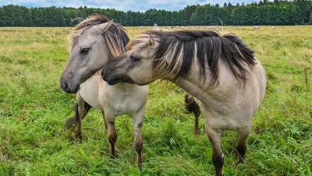 Konie. Zdj. ilustracyjne. Fot. PAP/DPA/Patrick Pleul