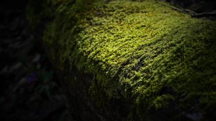 Mech, zdjęcie ilustracyjne. Fot. PAP/Darek Delmanowicz