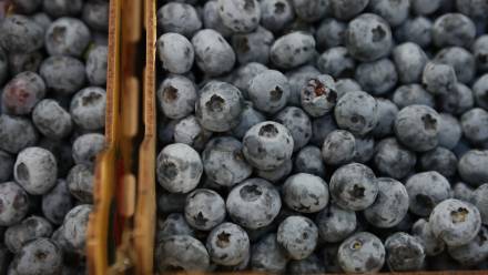 Borówka. Fot. PAP/Leszek Szymański