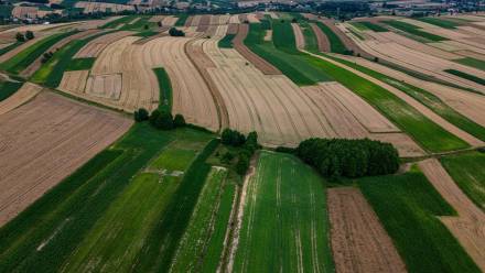 Pole uprawne Fot. PAP/Darek Delmanowicz