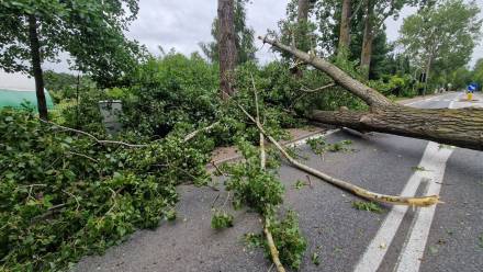 Przewrócone drzewo. Zdj. ilustracyjne. Fot. PAP