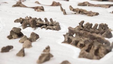 Szczątki dinozaura Fot. PAP/EPA/Alberto Valdes