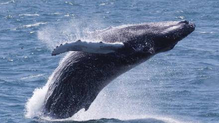Młody humbak. Fot. PAP/EPA/CJ GUNTHER