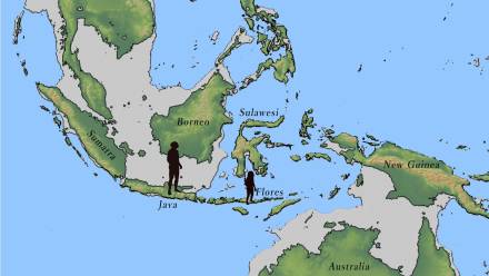 Miejsca odkrycia jawajskiego Homo erectus i Homo floresiensis Autor: Yousuke Kaifu/materiały prasowe Nature