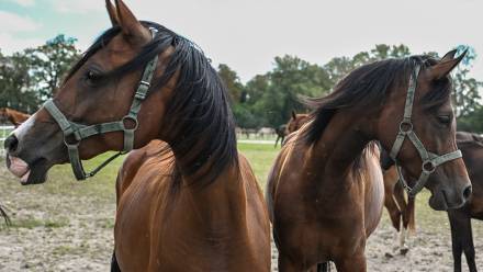 Konie arabskie ze stadniny w Janowie Podlaskim. Fot. PAP/Wojtek Jargiło