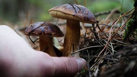 Grzybobranie Fot. PAP/Marcin Bielecki