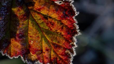 Na Podkarpaciu rozpoczęły się jesienne przymrozki Fot. PAP/Darek Delmanowicz