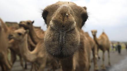 Wielbłądy. Fot. PAP/EPA/YAHYA ARHAB 