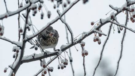 Kwiczoł Fot. PAP/Wojciech Pacewicz