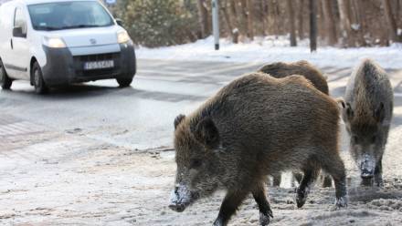 Dziki. Fot. PAP/Lech Muszyński