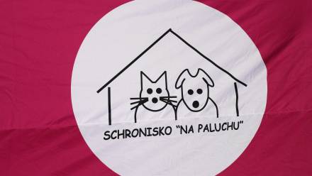 Logo '"Schroniska na Paluchu". Zdj. ilustracyjne. Fot. PAP/Albert Zawada