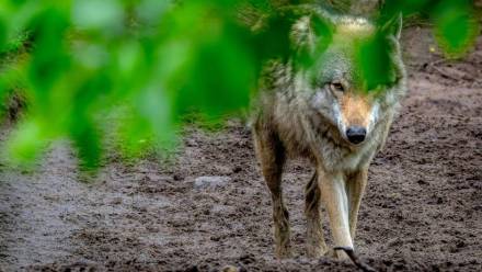 Wilk. Fot. PAP/DPA/Sina Schuldt (zdjęcie ilustracyjne)