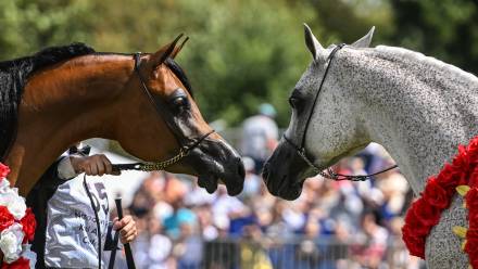 Konie z Janowa Podlaskiego Fot. PAP/Wojtek Jargiło