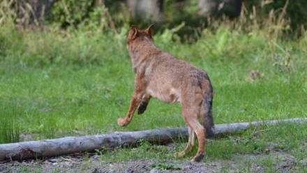 Wilk. Fot. PAP/Darek Delmanowicz (zdjęcie ilustracyjne)