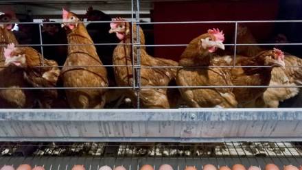 Ferma drobiu. Fot. PAP/Wojciech Pacewicz (zdjęcie ilustracyjne)