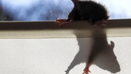 Szczur (zdj. ilustracyjne). Fot. PAP/Piotr Augustyniak