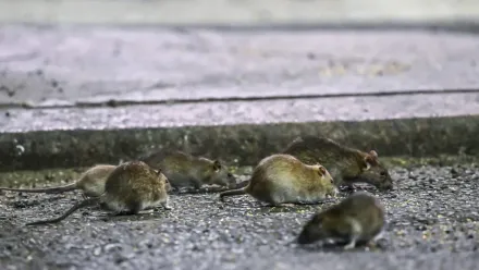 Szczury, zdjęcie ilustracyjne, fot. PAP/Abaca/ AA/ABACA