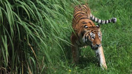  Nowy mieszkaniec zoo – 13-letni tygrys syberyjski o imieniu Tiber. Fot. PAP/Michał Meissner 