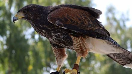 Lucek, myszołowiec towarzyski. Fot. Facebook/Miasto Legionowo