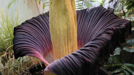 Dziwidło olbrzymie w Ogrodzie Botanicznym UW Fot. PAP/Paweł Supernak