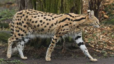 Serwal w warszawskim zoo, zdjęcie ilustracyjne, fot. PAP/Paweł Supernak